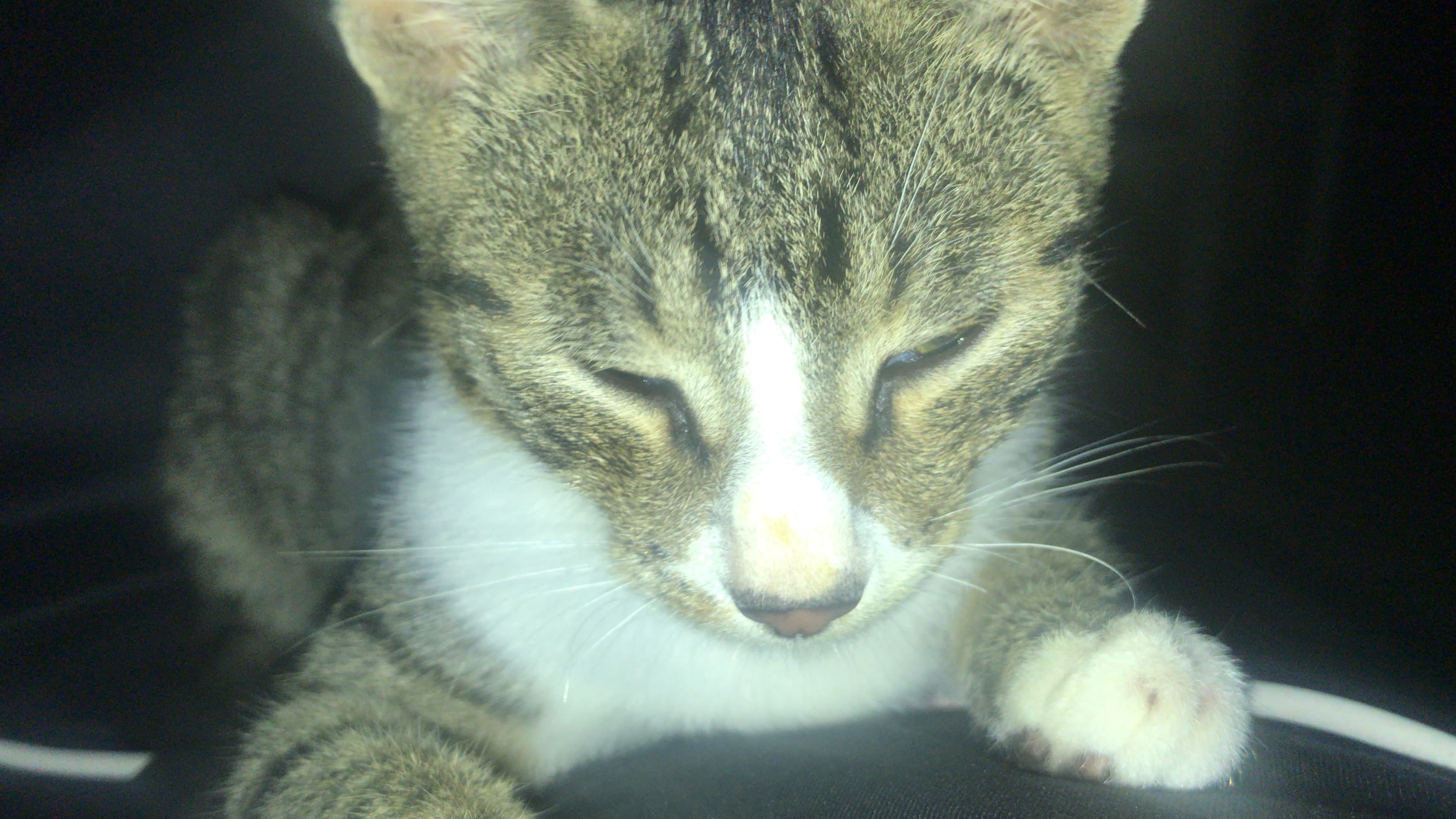 Peaceful cat with eyes closed